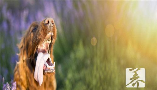 犬疥螨会传染人吗
