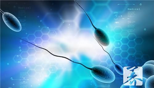 精子成活率多少才能受孕