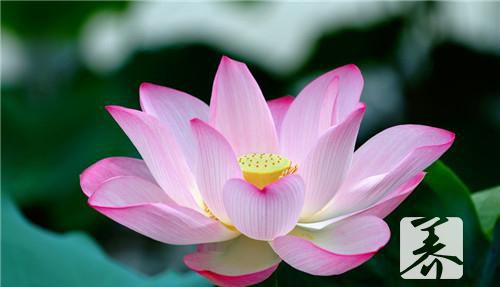 哪种男人最易“沾花惹草”