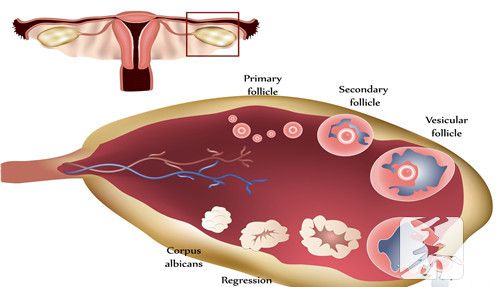 女人排卵期是什么时候开始算