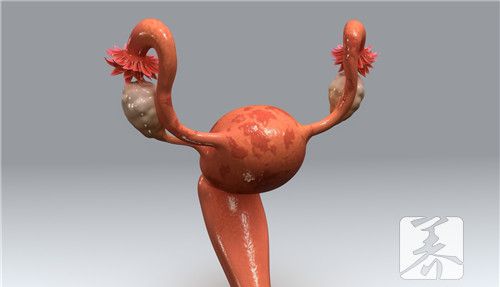 子宫的作用和功能