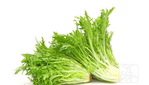菊苣根泡水喝的功效