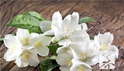 喝茉莉花茶能减肥吗