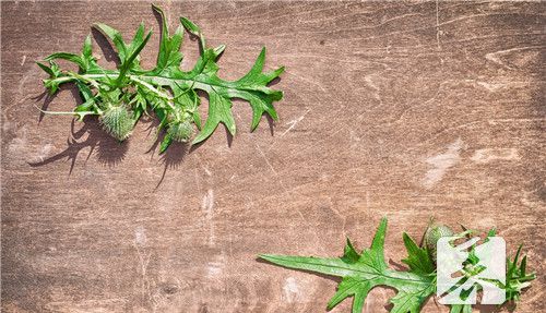 刺儿菜什么人不能吃