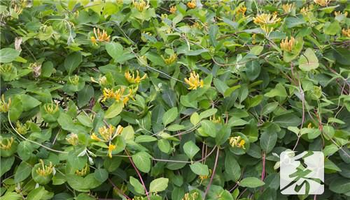 山银花可以泡茶吗