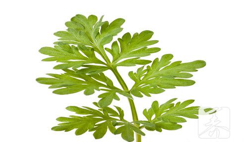 麻蒿菜功效