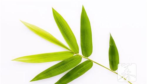 竹叶茶的功效与作用及禁忌