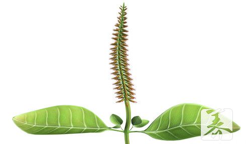 牛膝用量多少克