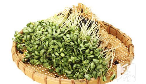 坐月子可以吃春芽吗