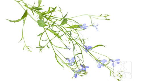 七叶莲和鸭掌木的区别
