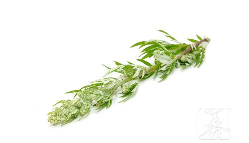 干柳蒿芽的作用与功效
