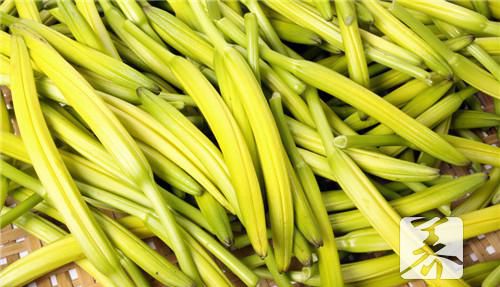 野黄花菜的功效与作用