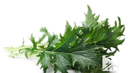 吃野腊菜的禁忌