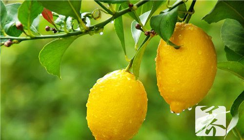 柠檬百香果蜂蜜可以保存多久