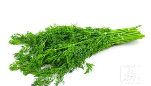 小茴香苗怎么做好吃