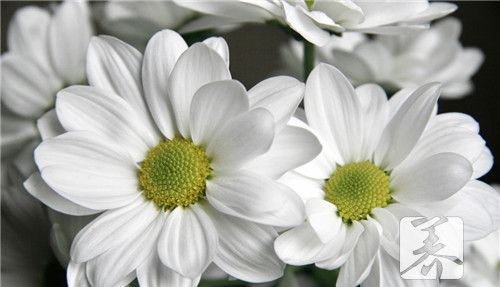 白菊花枸杞泡水功效