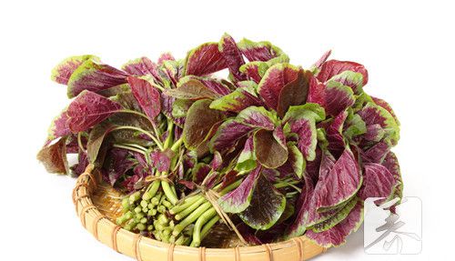 野苋菜的禁忌