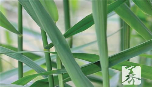 荸荠生吃有寄生虫吗