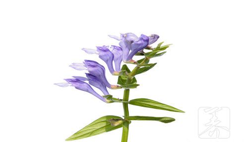 黄芩口服液的主治功能