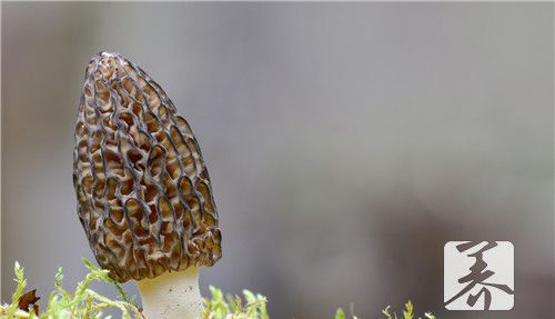 新鲜羊肚菌