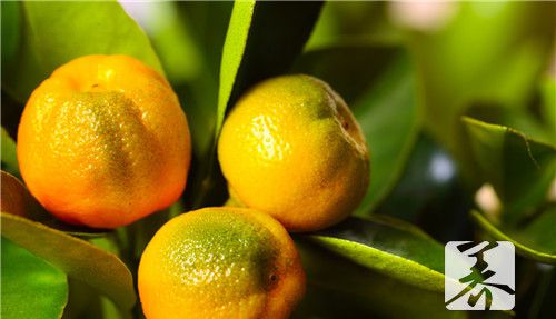金桔蜜饯干