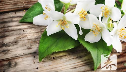 茉莉花怎么泡