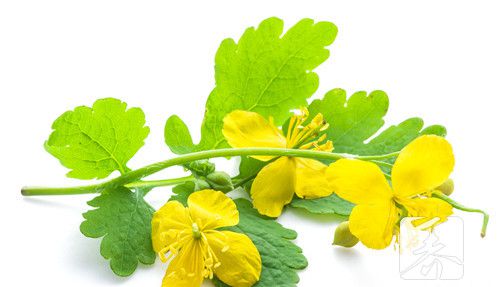 荠菜怎么炒？
