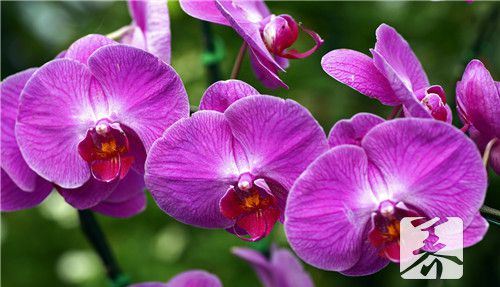 石斛花期参汤功效