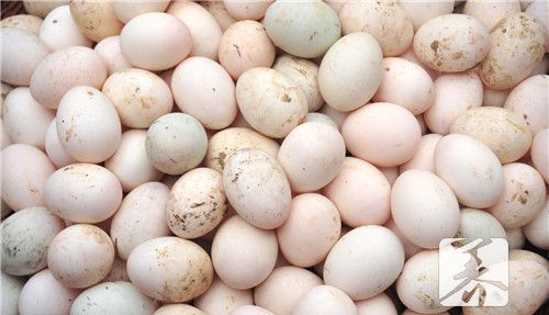 玉米跟鸡蛋可以同食吗