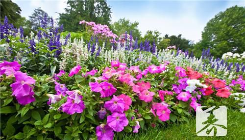 什么花能除甲醛