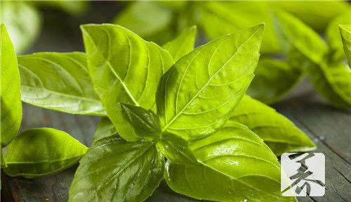绿色蔬菜品种有哪些？