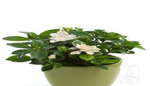 栀子花茶怎么做