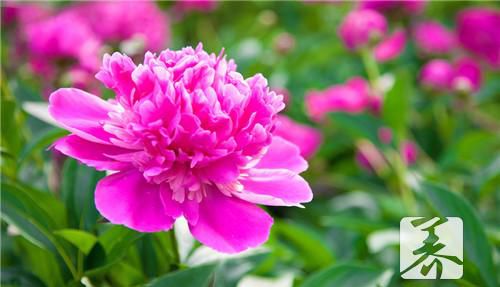 什么人适合喝牡丹花茶？