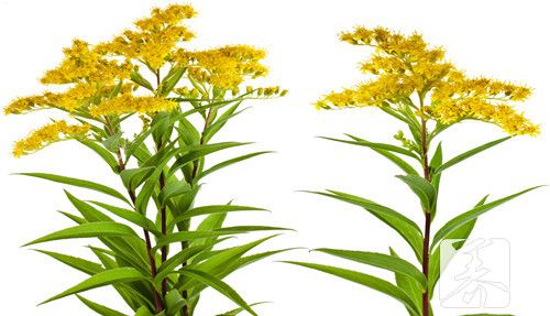 玫瑰花菊花金银花泡水有什么功效