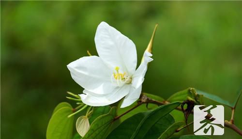 孕妇能吃荆棘菜吗？