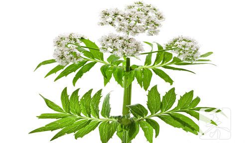 节节草有毒怎么服用