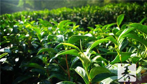 ​茶叶茶解药吗