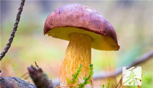 炒牛肝菌的做法大全