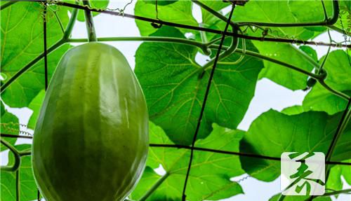 冬瓜烩菜的家常做法有哪些?