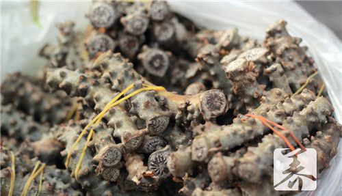 苦菜和蒲公英的区别
