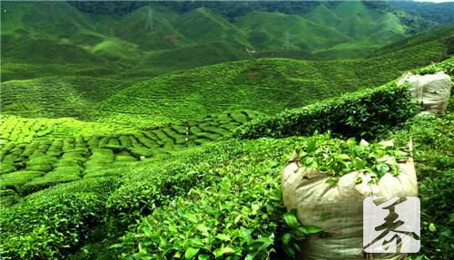 野生苦菜茶加工步骤