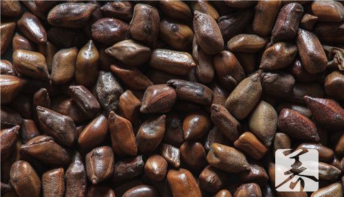 山楂决明子玫瑰花茶可以减肥瘦身吗?