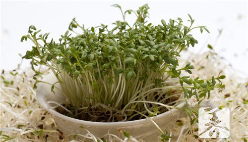 蒜苔怎么保存新鲜不发黄？
