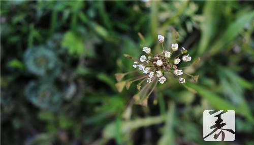孕妇能不能吃荠菜？