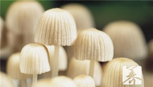 茶树菇牛仔骨怎么做？