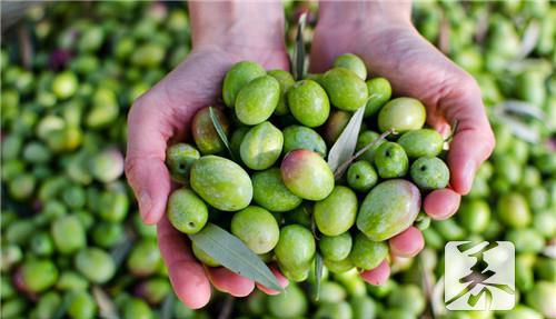橄榄油怎样美容？5大用途效果好