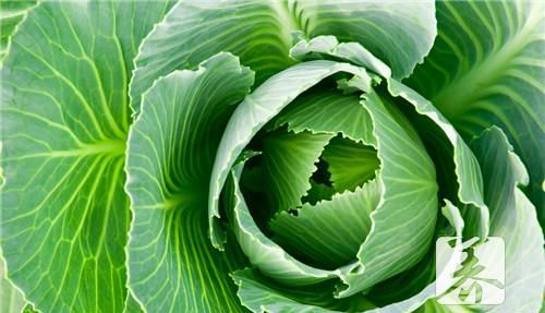 孕妇可以生吃生菜吗？