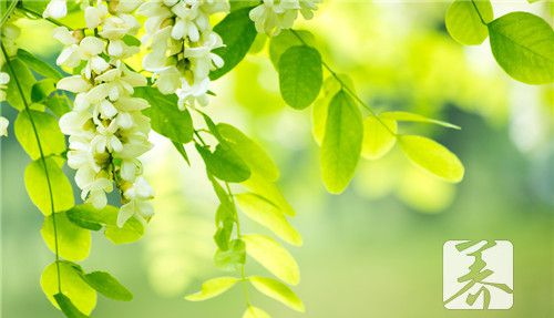 槐花怎么做好吃?槐花的做法