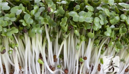 芽菜肉沫，好吃易学