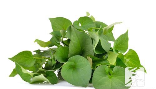 鱼腥草能治咳嗽吗？答案带给你惊喜！